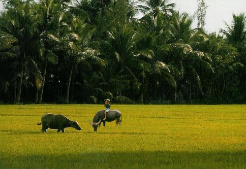 “Bảo tàng đồng quê  - nơi lưu giữ , tôn vinh bản sắc văn hóa Việt... sẽ mãi mãi trường tồn”